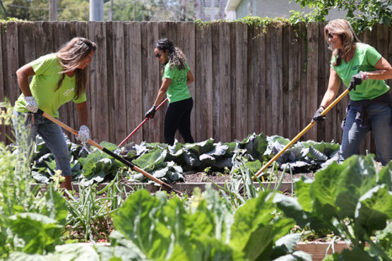 Three Grow team members work in the community garden